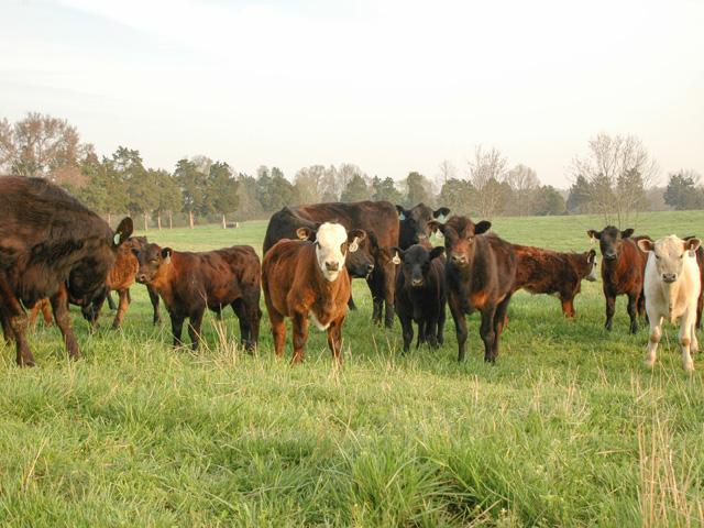 The cattle market came alive last week and, with Wednesday&#039;s Cattle Inventory Report expected to showcase even lighter numbers of beef cows in the industry, prices could be primed to get even higher. (DTN file photo by Becky Mills)